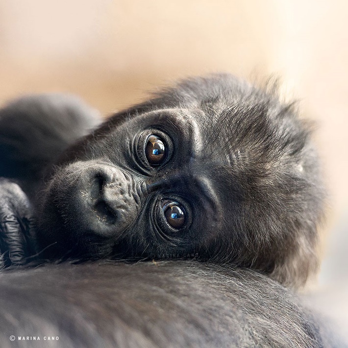 Cute Gorilla wild animals photography by Marina Cano 01