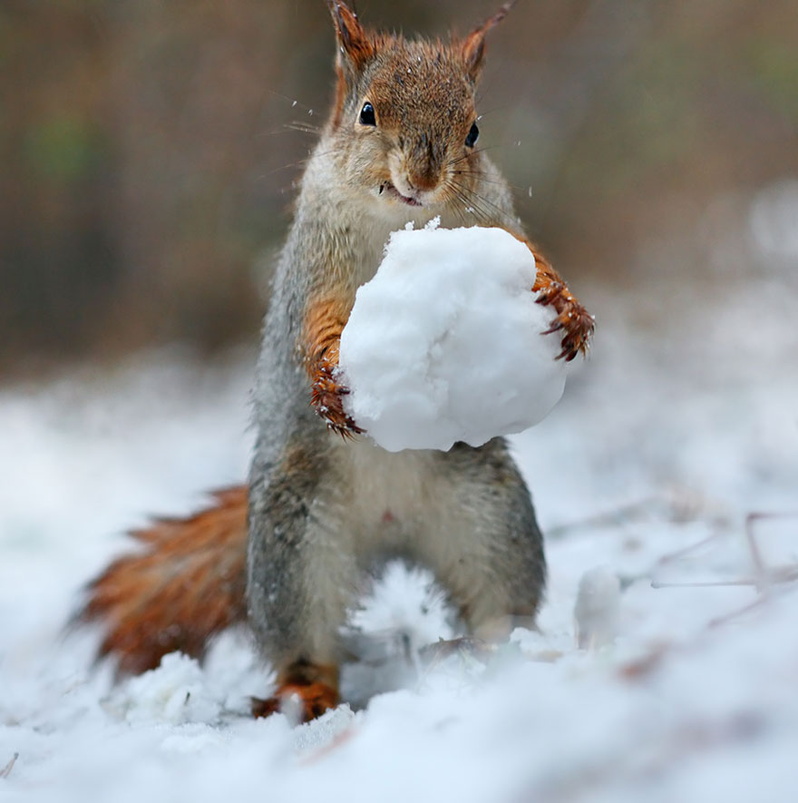 Cutest Animal Poses - Vadim Trunov 01