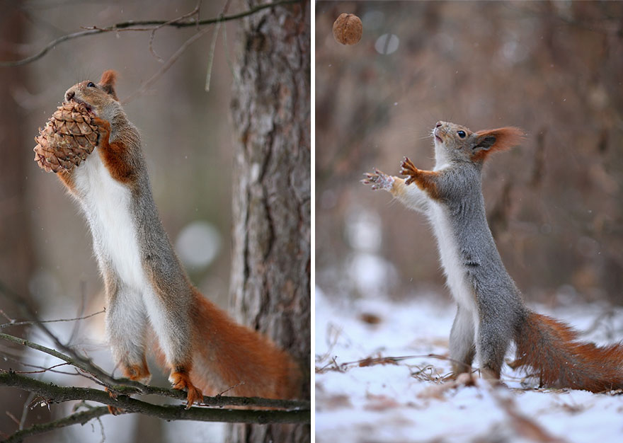 Cutest Squirrel Photography Poses- Vadim Trunov 01