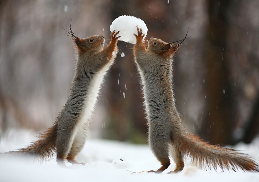 Cutest Squirrel Photography - Vadim Trunov 01