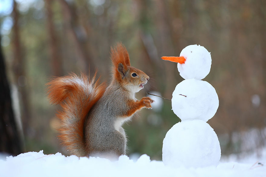 Cutest Squirrel Photos- Vadim Trunov 01