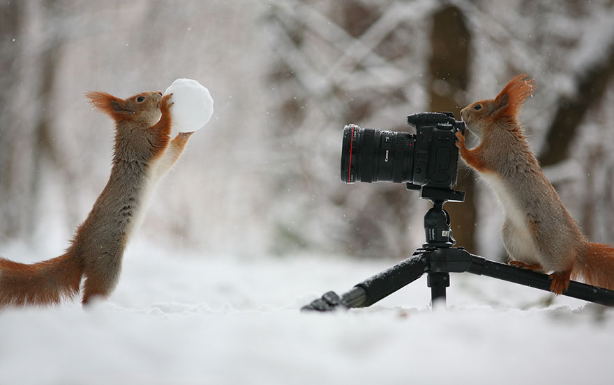 Cutest Squirrel Poses - Vadim Trunov 02