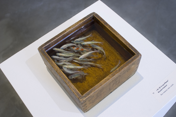 Detailed 3D Fish Paintings-Riusuke-Fukahori