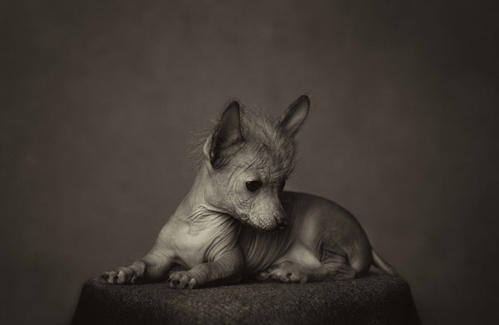 Dramatic Animal Human Portraits Photography-Vincent Legrange 01