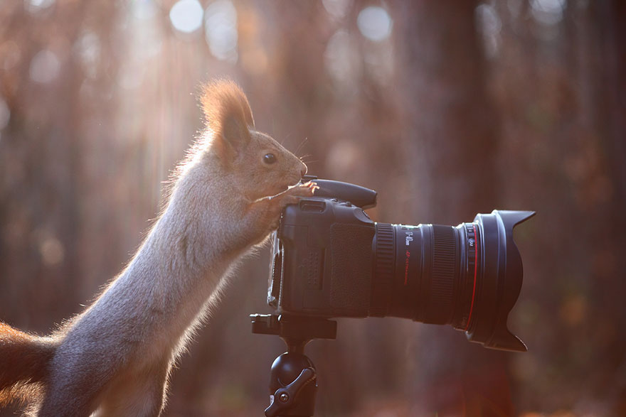 Funny Squirrel Photography Poses- Vadim Trunov 01