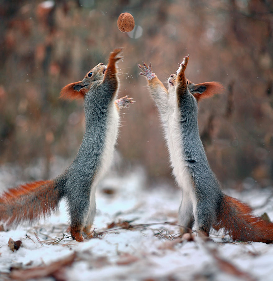 Funny Squirrel Photography - Vadim Trunov 01