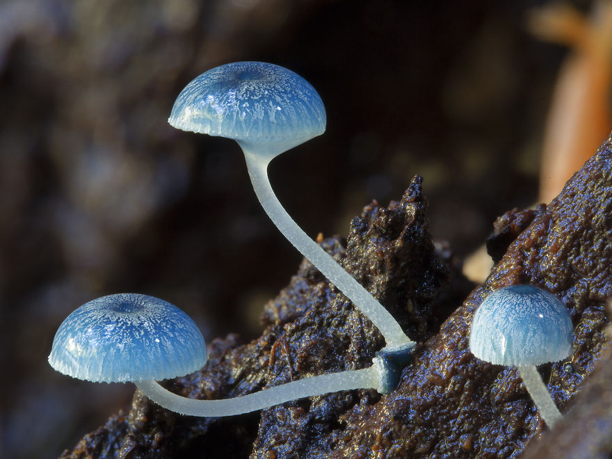 Incredible Mashrooms photography - Steve Axford 01