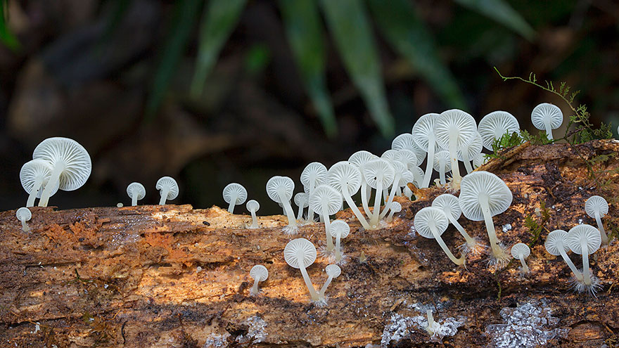 Incredible world Mashrooms Photography - Steve Axford 01