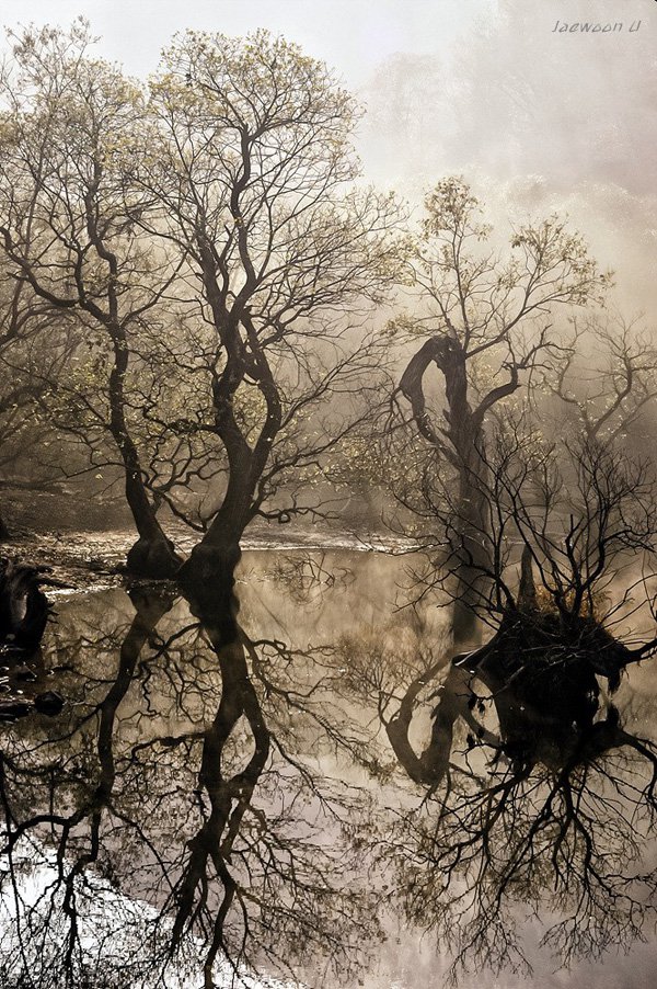 Mind-Blowing Forest Photography by jaewoon u