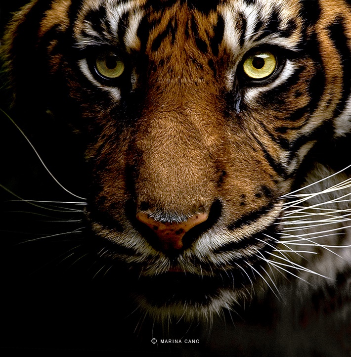 Tiger wild animals photography by Marina Cano 01