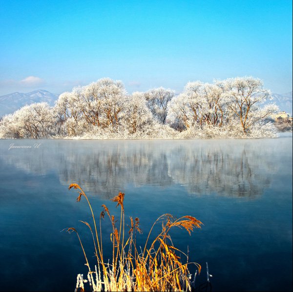 Tree  Landscape Photography by jaewoon u 01