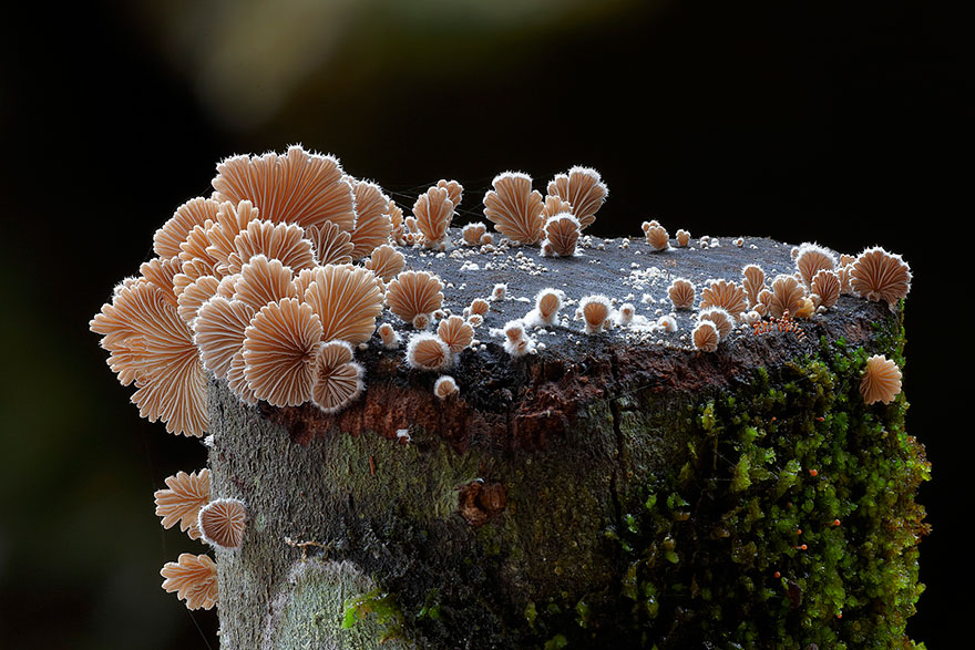 World Mashrooms photography - Steve Axford 01