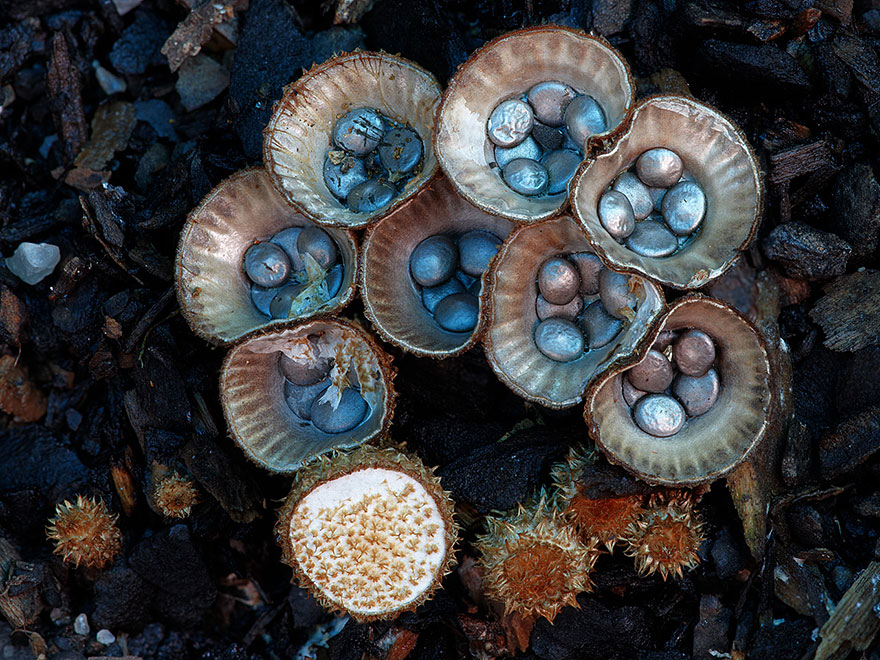 World Mashrooms photography - Steve Axford 02