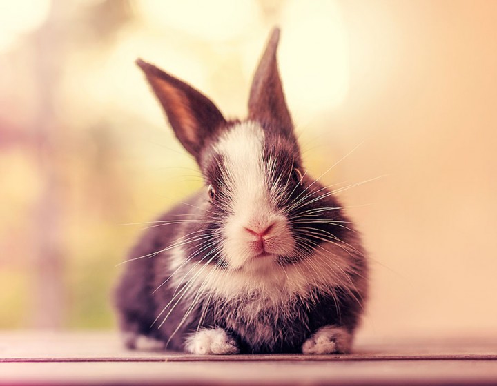 adorable Baby Bunnies photography Growing up