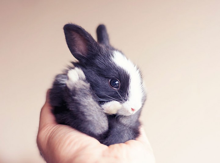 cute rabbits growing up