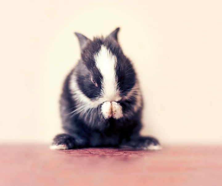 photo of baby bunnies growth