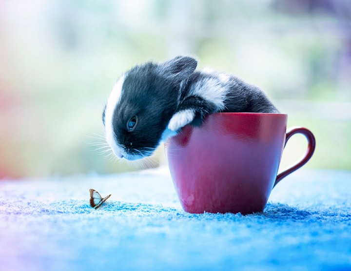 photo of baby rabbits growth