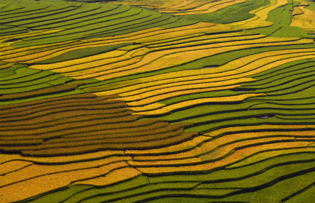 Amazing Vietnam Rice Terrace Photos by Sarawut Intarob