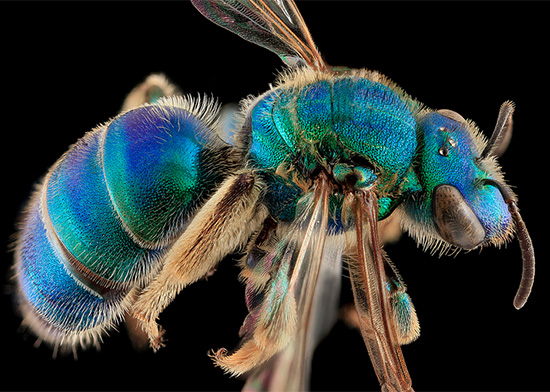 Beautiful Macro photography of bee