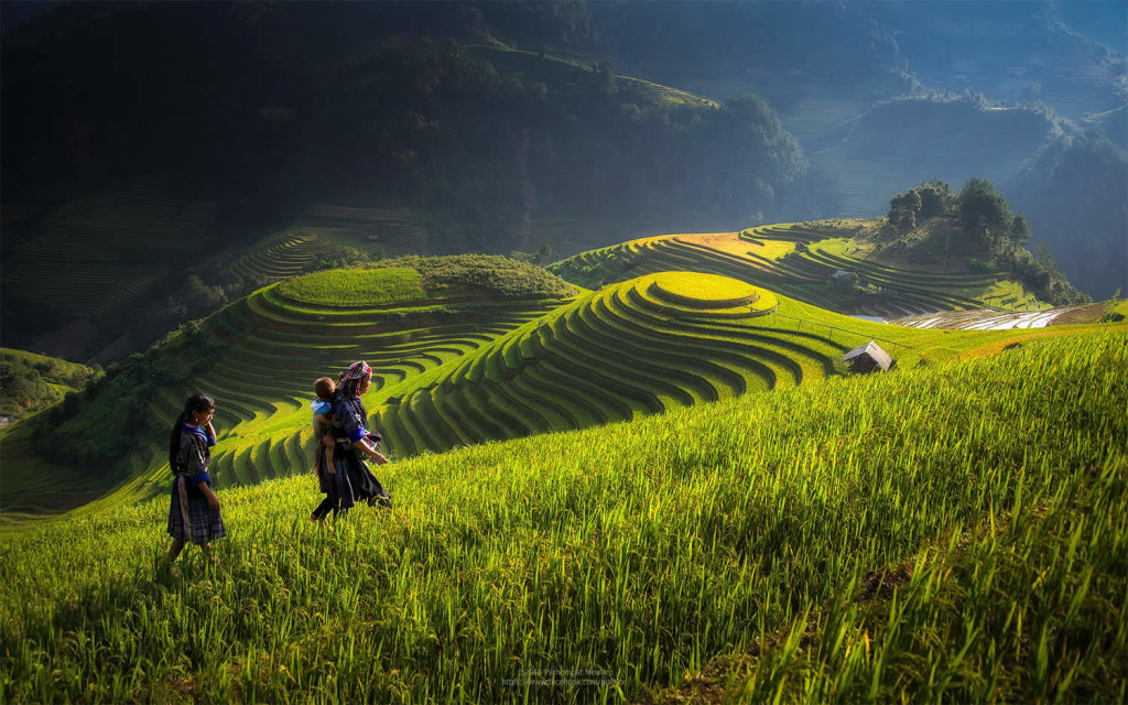 Beauty Vietnam Rice Terrace Photos by Sarawut Intarob