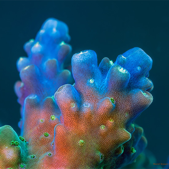 Beauty color of Corals And Sponges Photography by Daniel Stoupin