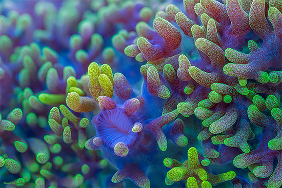 Beauty light of Corals And Sponges Photography by Daniel Stoupin