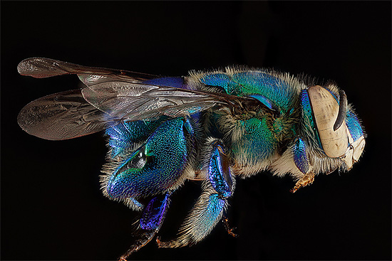 Bee Portrait Photography by Sam Droege