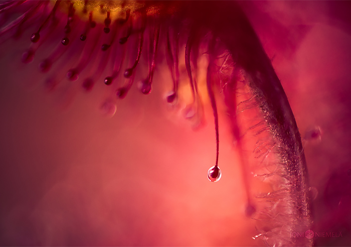 Best Macro Photography of Carnivorous Plants by Joni Niemela 02