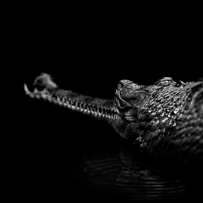 Best Monochrome Animal Photo by lukas holas