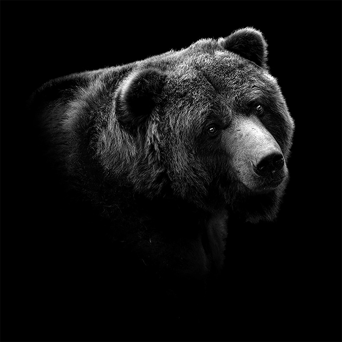 Best Monochrome Animal Photography by lukas holas