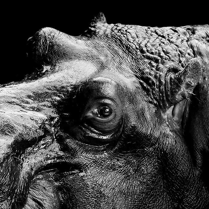 Black and white Animal Photography by lukas holas