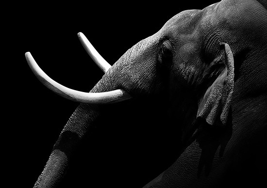 Brilliant Monochrome Animal Photography by lukas holas 01