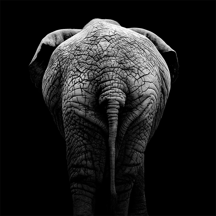 Brilliant Monochrome Animal Photography by lukas holas 02