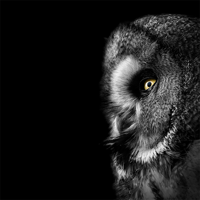 Brilliant Monochrome Animal Photography by lukas holas 03