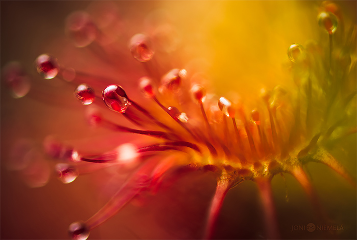 Carnivorous Plants Macro Photography by Joni Niemela 01