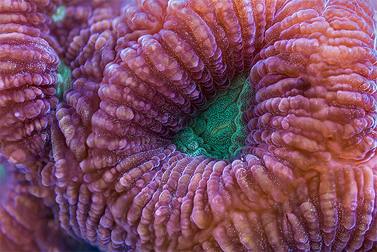 Close-up Corals And Sponges Photography by Daniel Stoupin