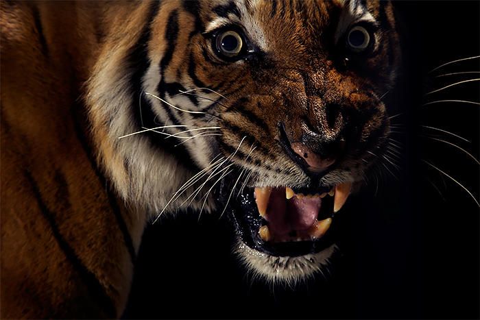 Close up wild tiger photos by vincent j musi