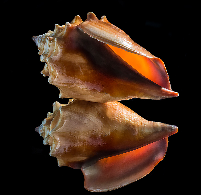 Cool Seashell Photos by Bill Gracey