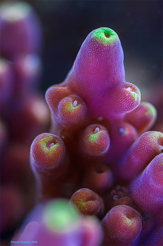 Detaile Corals And Sponges Photography by Daniel Stoupin