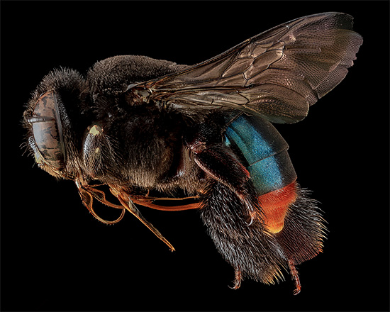 Detailed Bee Macro Photography by sam droege