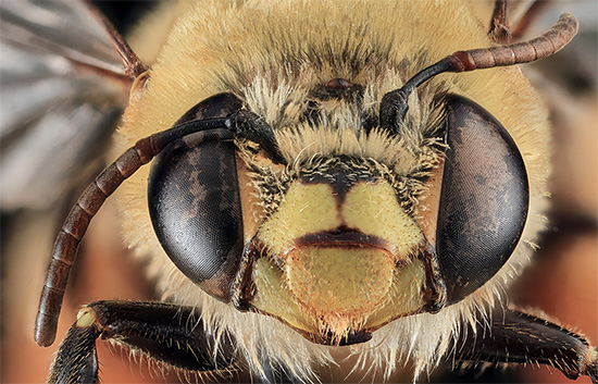 Detailed Bee Portrait Photography by sam droege