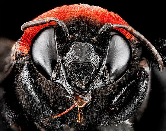 Detailed Macro Bee Portrait by Sam Droege