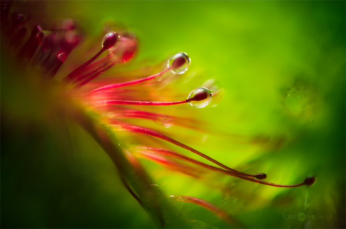 Detailed Macro Photography of Carnivorous Plants by Joni Niemela 03