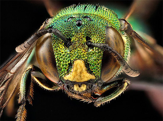 Detailed Macro Portrait of Bee 01