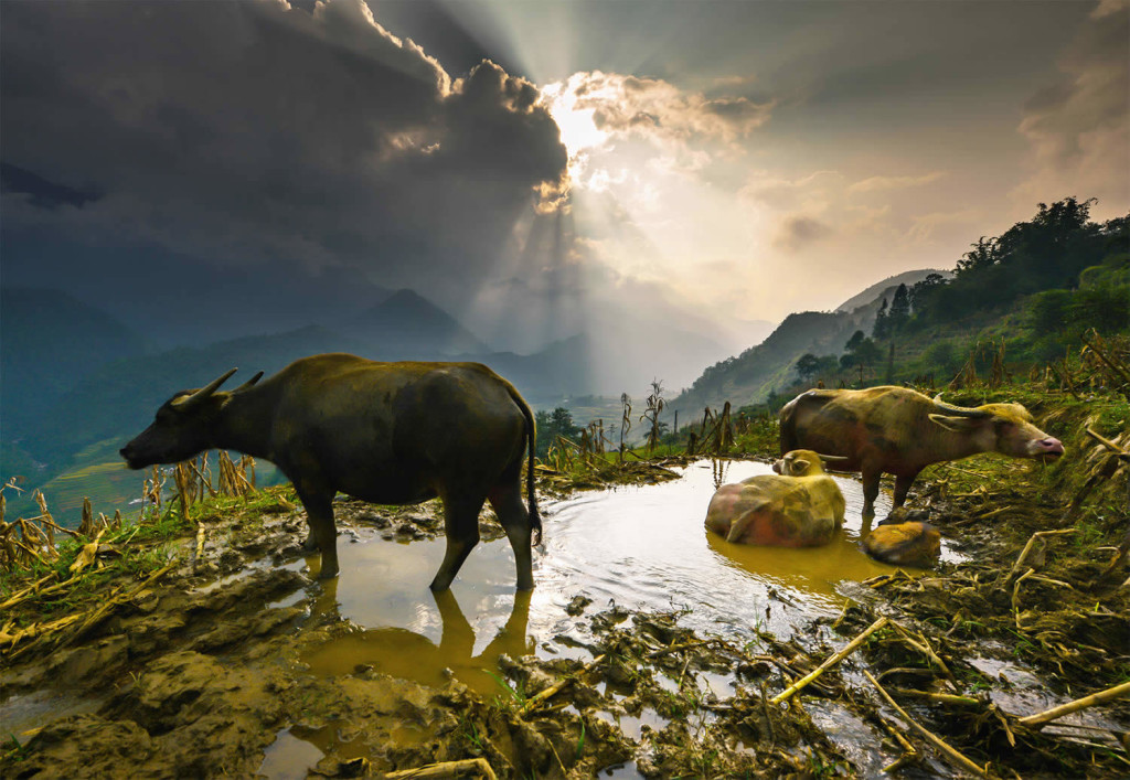 Gorgeous Vietnam Rice Terrace Photos by Sarawut Intarob