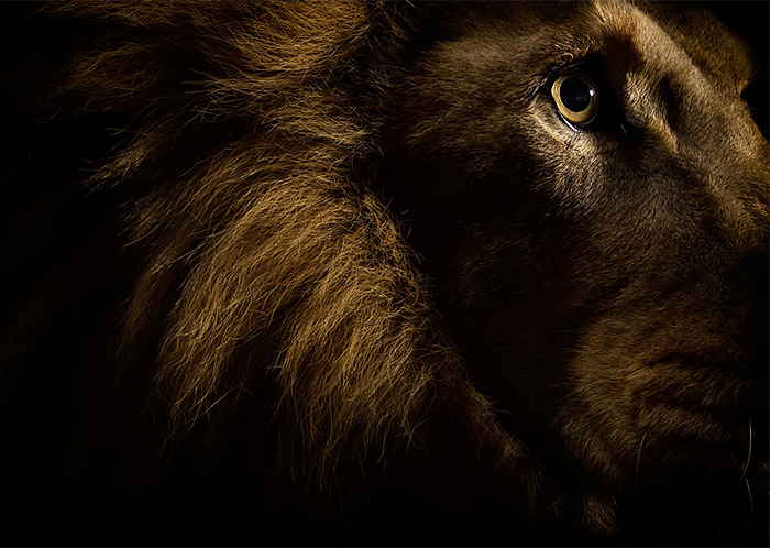 Lion wild Portrait Photography by vincent j musi