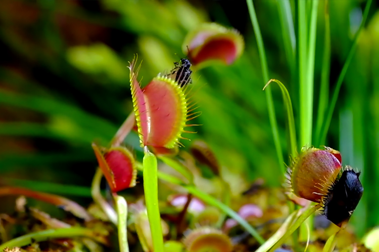 Macro Photos of Carnivora Plant by cris field