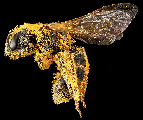 Macro Portrait photography of Bee 02