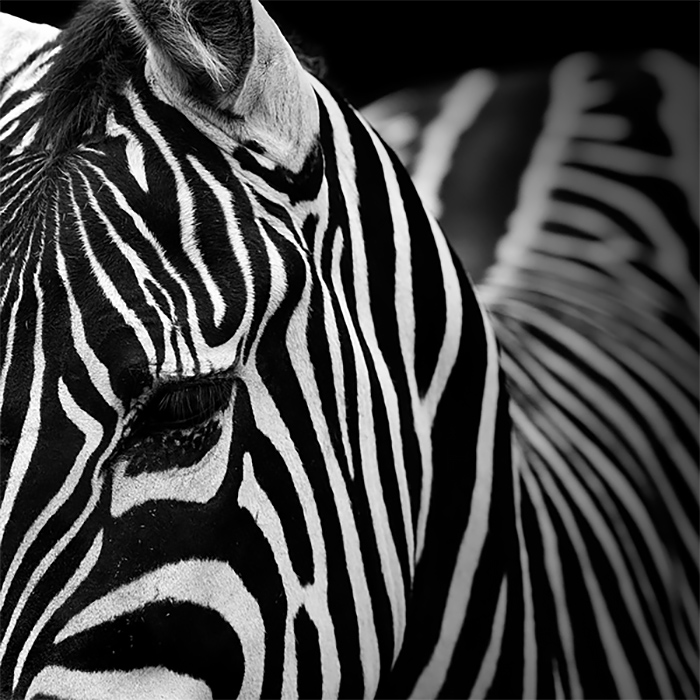 Monochrome Animal Photography by lukas holas