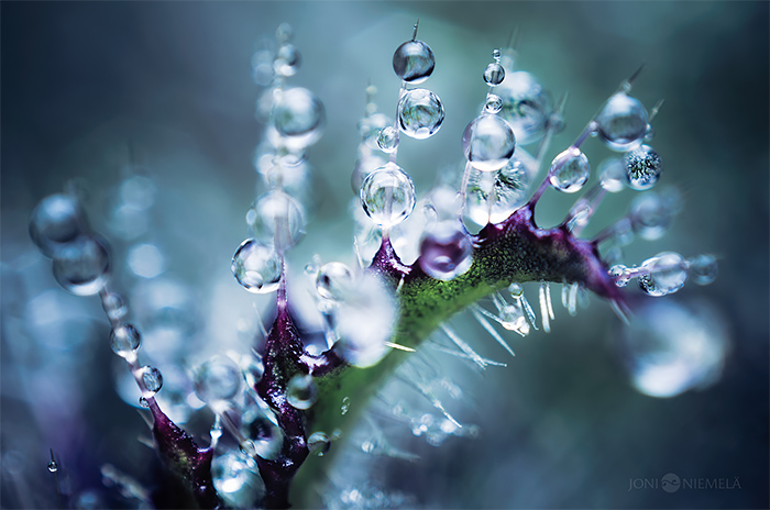 Stunning Macro Photography of Carnivorous Plants by Joni Niemela 06